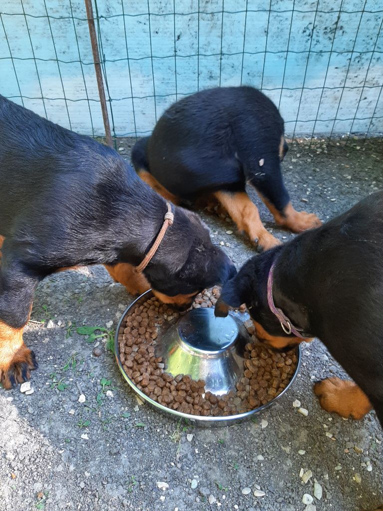 Du Puits Aux Brosses - Les bébés ont commencé à rejoindre leurs familles !