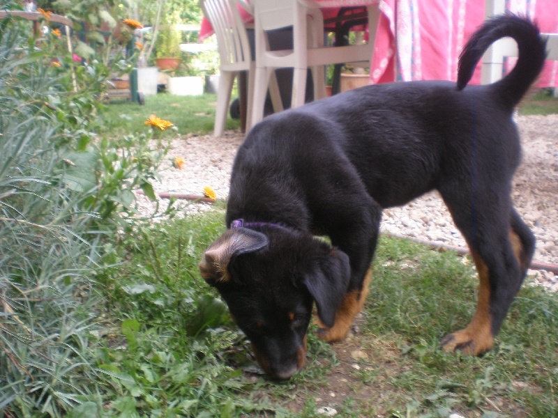 Freyja Du Puits Aux Brosses