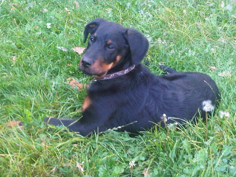 Falky Du Puits Aux Brosses