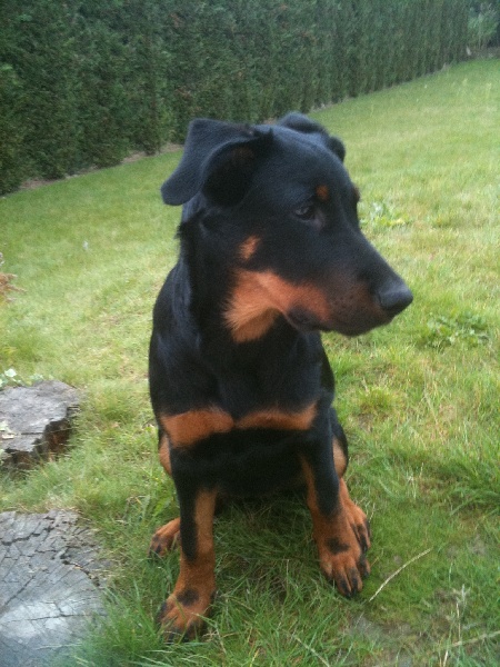 Fiddji Du Puits Aux Brosses