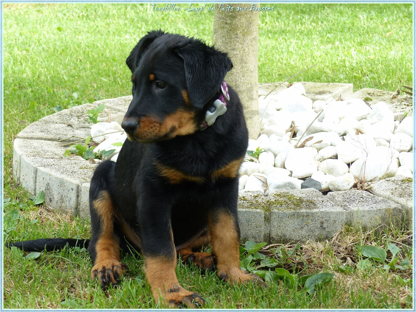 Tourbillon-loyal Du Puits Aux Brosses